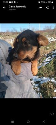  Musko stene trazi dom