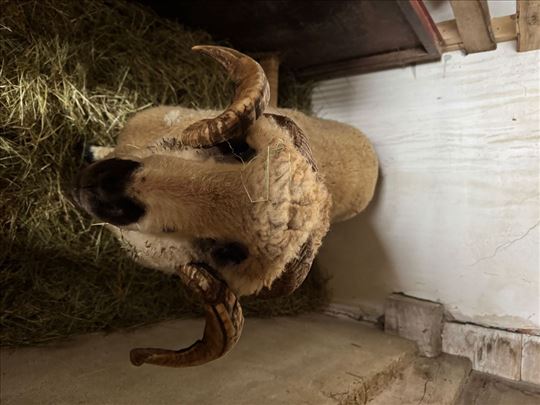 Na prodaju 2 ovna najčistije krvi sa Peštera