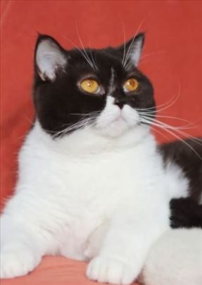 Britanska kratkodlaka, odrasla mačka