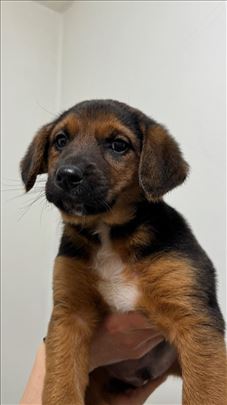 Dva preslatka brata traže dom – srednji rast