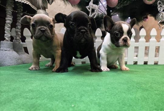 Francuski buldog, štenci