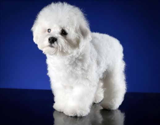 Kovrdžavi bišon, štene