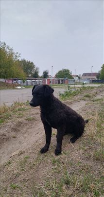 Mešanac, mlad pas,2 muzijaka,jedna zenka