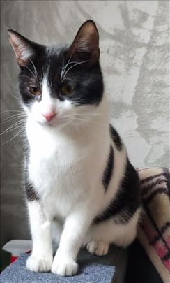 Milivoje milo ime traži dom