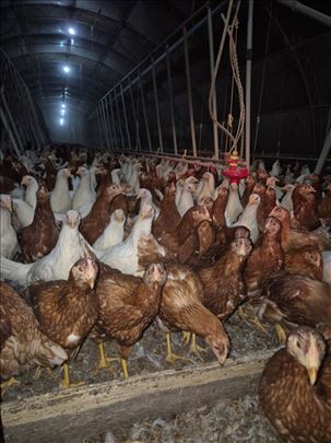 MLADE KOKE NOSILJE 18 NEDELJA " CRVENE I BELE "