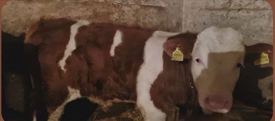 Prodajem MUŠKO TELE