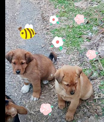 Preslatki stenci traze svoje domove u Bg