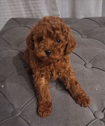 Pudla crvena toy mužjak