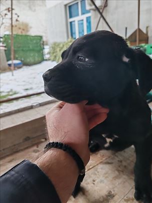 Veliki švajcarski pastirski pas, štene