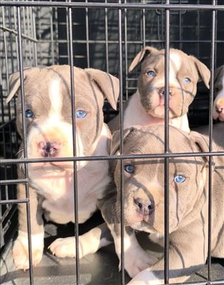 Američki stafordski terijer, štene