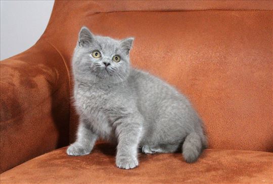 Britanski kratkodlaki mačići u više boja