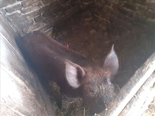 debele svinje i prasici