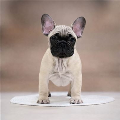 Francuski buldog stenci-musko 2 mes. top line !