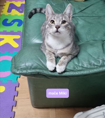 Mače Miki traži dom