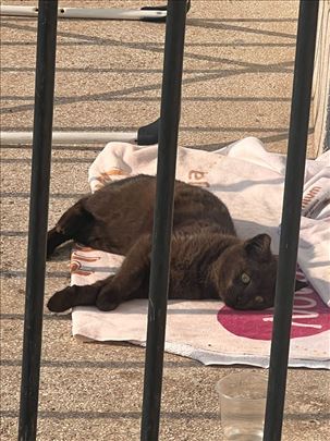 Macici za udomljavanje - Kanarevo brdo- Poklanjamo