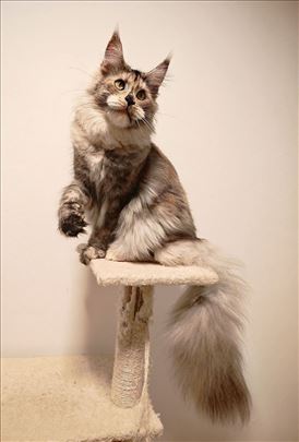 Maine Coon , mlada mačka