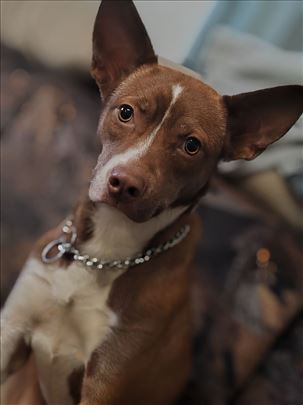 Mešanac, mlad pas stara 1.5god