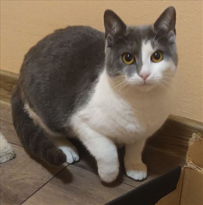 Mešanac, mlada mačka