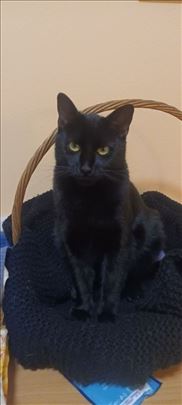 Mešanac, mlada mačka