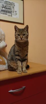 Mešanac, mlada mačka