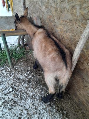 Млада сјарена козица