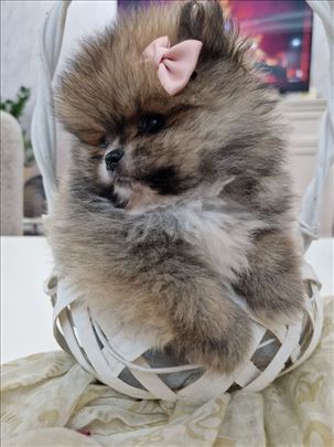 Pomeranci boo medvedici neodoljivi