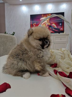 Pomeranci boo medvedici neodoljivi