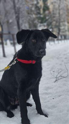 Predivna ženkica traži dom