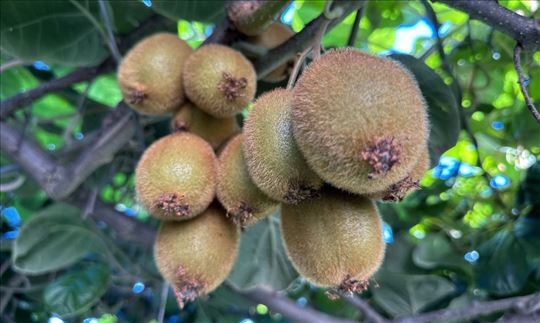 Sadnice kivija - hejvord, bruno, matua