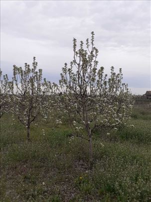 Starčevo, zasađen voćnjak od 41,63 ara.