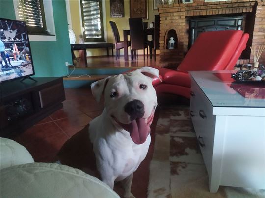 Američki stafordski terijer, za parenje