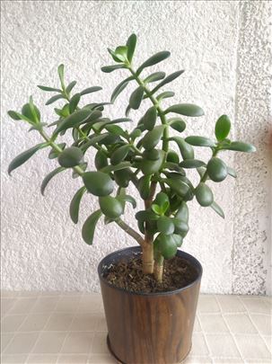 Crassula ovata - Japansko drvo / 35 cm