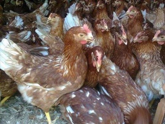 Kokoske prodaja 2+2 gratis