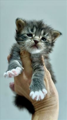 Maine Coon  mače lepotica