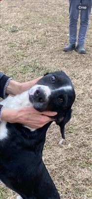 Maza i veran drug i čuvar 