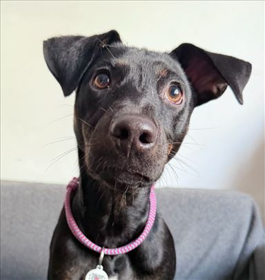 Mlada kuja u dobre ruke