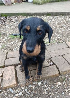 Nemački lovački terijer, mlad pas