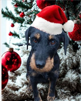 Nemački lovački terijer, mlad pas