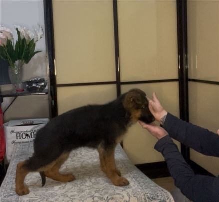 Nemački ovčar, štene