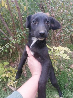 Udomi namučenu Zoru 