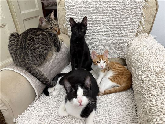 Udomljavamo mačiće stare oko 6 meseci