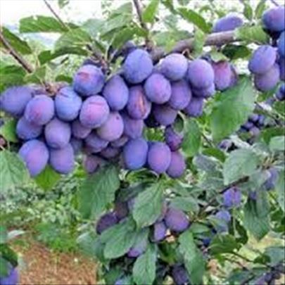 Vocne sadnice od proizvodjaca -akcija, akcija!