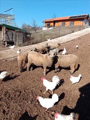🐑 NA PRODAJU JAGNJAD – SVRLJIŠKA RASA