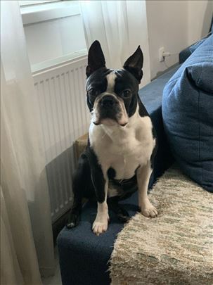 Poklanjam Boston Terijera