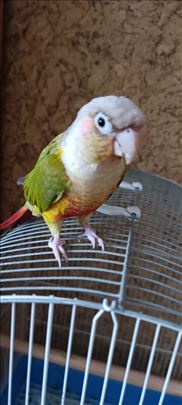 Rucno hranjeni ananas 