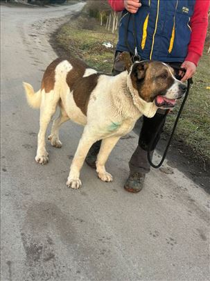 Srednjeazijski ovčar parenje