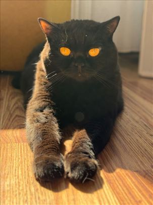 Britanska kratkodlaka, odrasla mačka