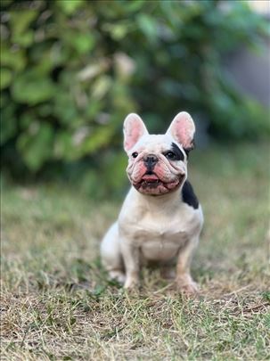 Francuski Buldog zenka na poklon