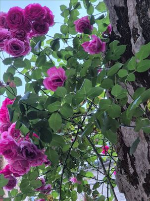 Krunska,Kumanovska,cetvorosoban salonac,lux,garaža