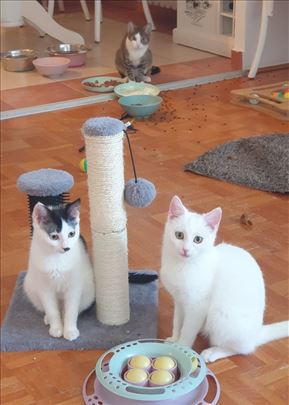 Poklanjamo umiljate mačiće i mačke, vakcinisane